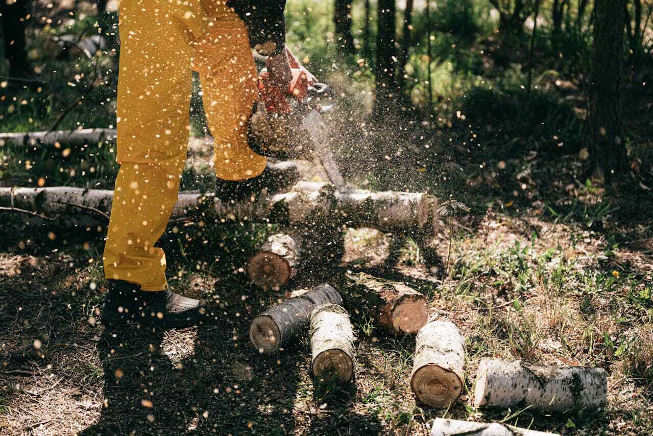 The Steps Involved in Our Tree Care Process in Denmark, SC